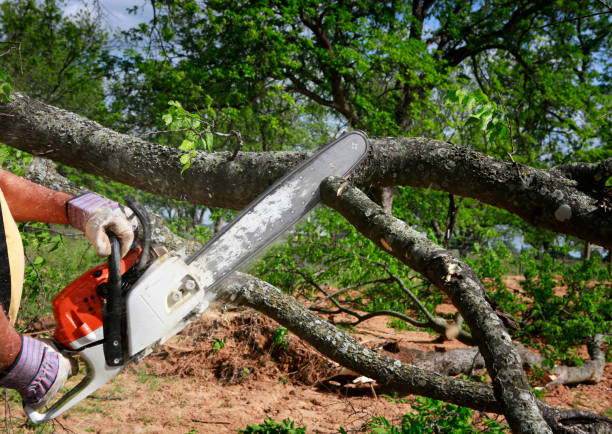 Trusted Dulles Town Center, VA Tree Removal Services Experts